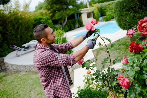 A man with short dark hair, wearing a red and white checkered shirt and black gardening gloves, is carefully pruning pink roses in a well-maintained garden. The garden features a lush green lawn with neatly edged borders, and a curved paved pathway leading to a swimming pool with a light blue surface. In the background, there are tall trees and dense shrubs providing privacy and shade. The scene is outdoors on a clear day with natural sunlight illuminating the garden, highlighting the vibrant colors of the flowers and foliage. The man’s focused expression suggests attentive gardening or hedge trimming work, aligning with the services offered by Hedge Trimming Addiscombe, a professional gardening service in the local area near CR0 postcode. The garden layout includes the flower beds along the hedge line, which are well-kept and complemented by surrounding greenery, providing an inviting outdoor space suitable for relaxation and outdoor activities.